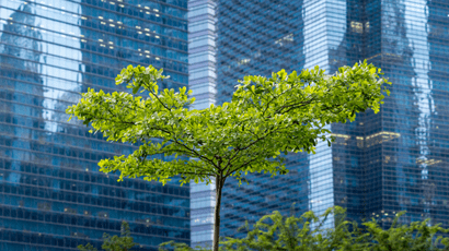 A tree with a steel and glass building in the background.